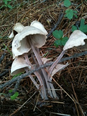 Collybiopsis confluens