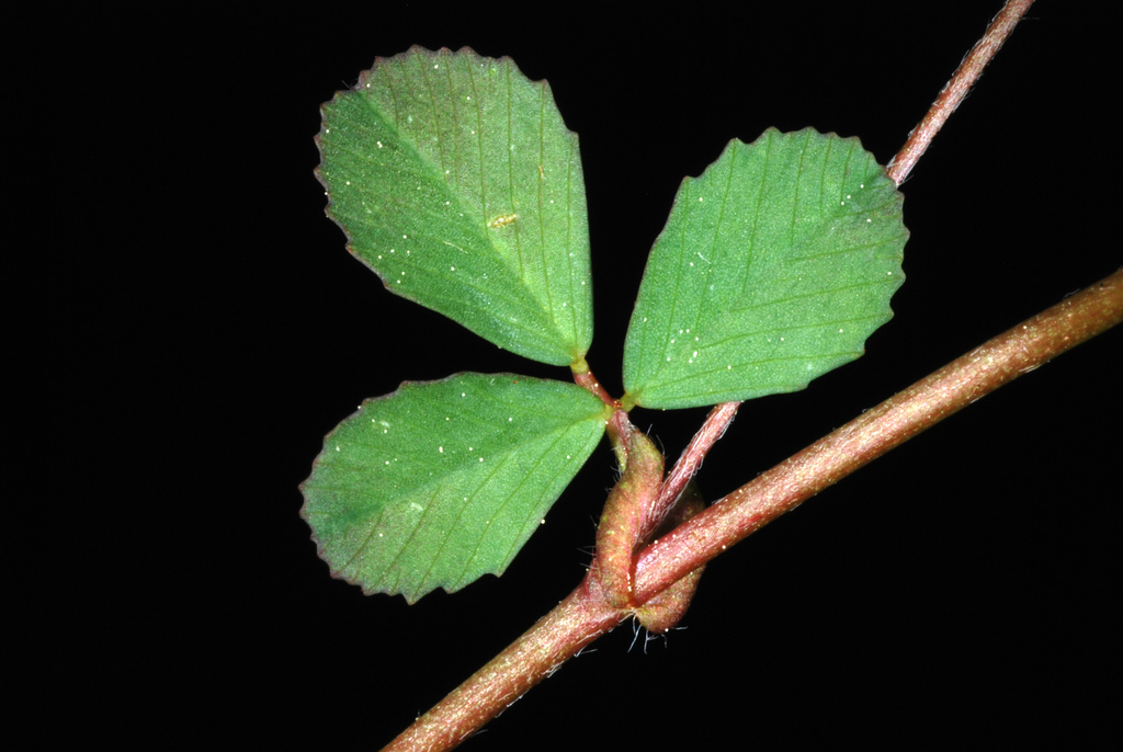 Lesser hop trefoil from Greensboro, NC, USA on 08 April, 2019 at 0119