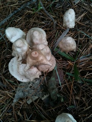 Collybiopsis confluens