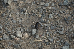 Anisodactylus binotatus