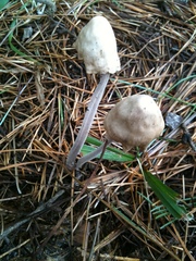 Collybiopsis confluens