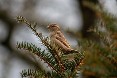 Passer domesticus