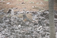 Turdus dissimilis