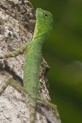 Draco rhytisma