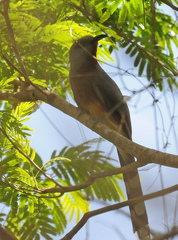 Coccyzus rufigularis