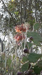 Kalanchoe × houghtonii