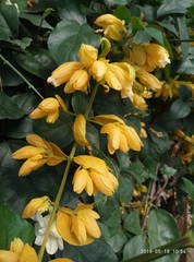 Petraeovitex wolfei