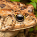 Guttural Toad - Photo (c) Gus Benson, some rights reserved (CC BY-NC), uploaded by Gus Benson