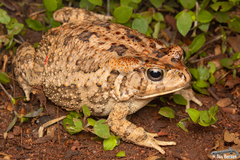 African Common Toad photo 2