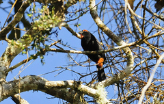 Melopyrrha violacea