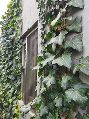 Hedera helix