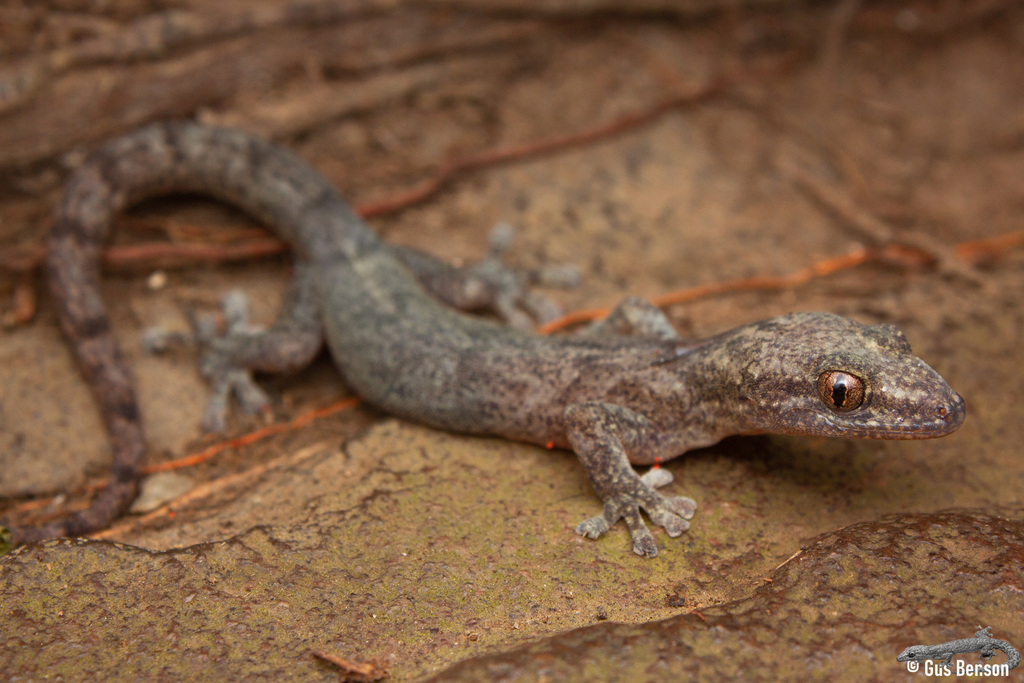 Pondo Flat Gecko