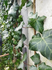 Hedera helix
