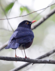 Turdus swalesi