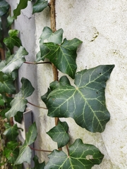 Hedera helix