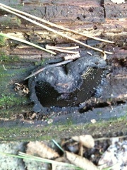 Camarops petersii