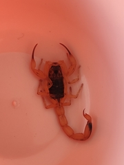 Tityus serrulatus
