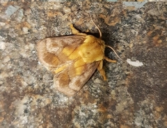 Narosoideus flavidorsalis