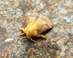 Narosoideus flavidorsalis