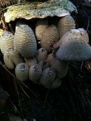 Coprinopsis strossmayeri