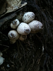 Coprinopsis strossmayeri