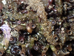 Petaloconchus montereyensis