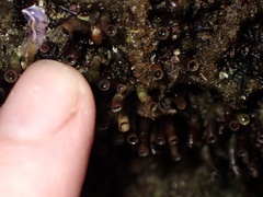 Petaloconchus montereyensis