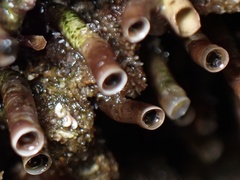 Petaloconchus montereyensis