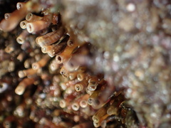 Petaloconchus montereyensis