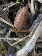 Proporcellio