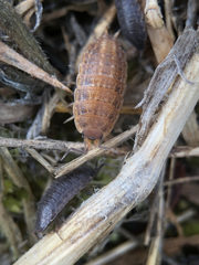 Proporcellio