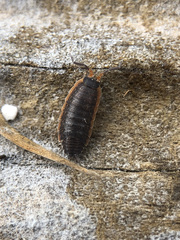 Porcellionides rufocinctus