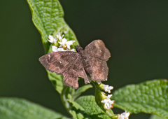 Staphylus ascalaphus