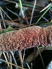 Phlebiopsis castanea