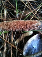 Phlebiopsis castanea