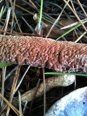 Phlebiopsis castanea