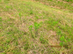 Baptisia nuttalliana
