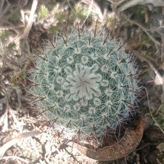 Parodia scopa