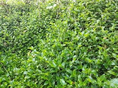 Tradescantia fluminensis