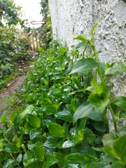 Tradescantia fluminensis
