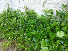 Tradescantia fluminensis