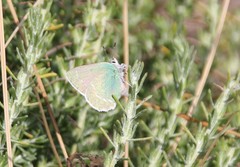 Callophrys dumetorum