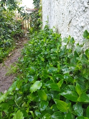 Tradescantia fluminensis