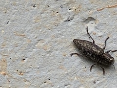 Dicerca lurida
