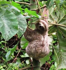 Bradypus variegatus