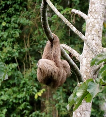 Bradypus variegatus