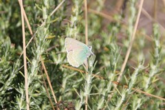 Callophrys dumetorum
