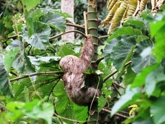 Bradypus variegatus