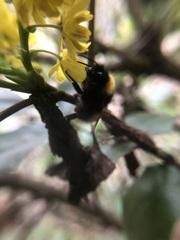 Bombus haematurus