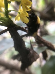 Bombus haematurus